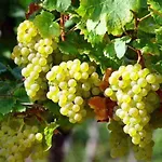 Nyaraló Castagnet Lucq-de-Béarn