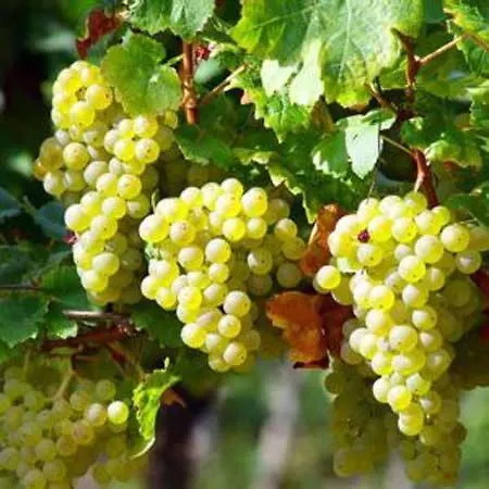 펜션 Castagnet Lucq-de-Béarn